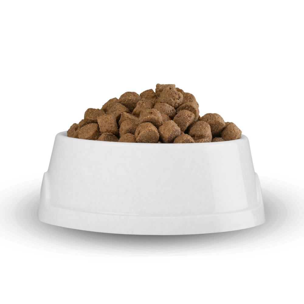 Comida para perro